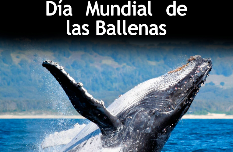 18 de febrero, Día Mundial de las Ballenas