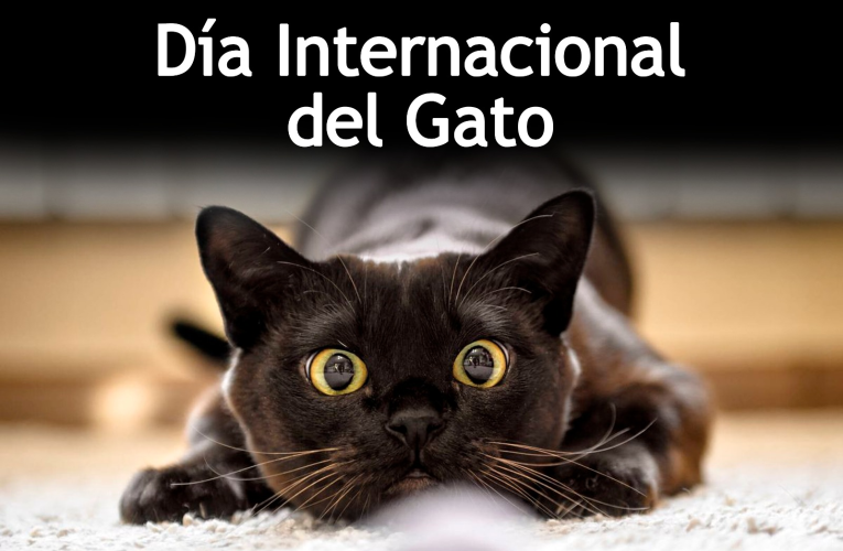 20 de febrero, Día Internacional del Gato